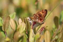 Boloria selene