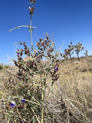 Scutellaria mexicana