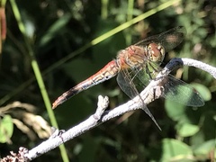 Sympetrum