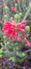 Erica abietina