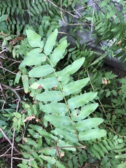 Osmunda spectabilis