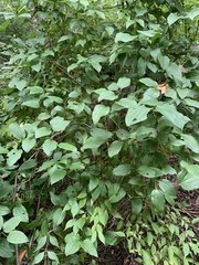 Smilax rotundifolia