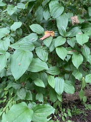 Smilax rotundifolia