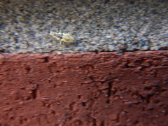 Chrysoperla rufilabris