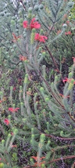 Erica abietina