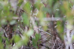 Cistothorus stellaris