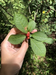 Ilex verticillata