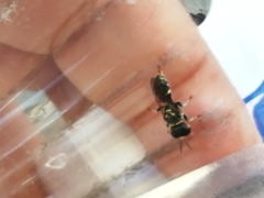 Crabroninae