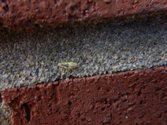 Chrysoperla rufilabris