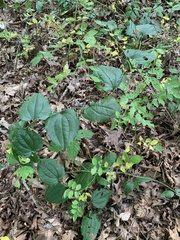 Smilax rotundifolia