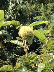 Castanea