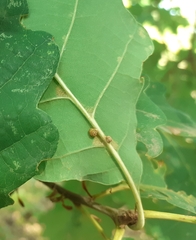 Neuroterus anthracinus