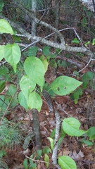 Celastrus orbiculatus