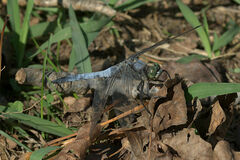 Orthetrum cancellatum