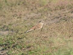 Emberiza
