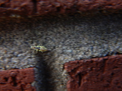 Chrysoperla rufilabris