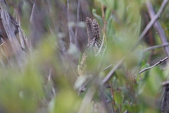 Cistothorus stellaris