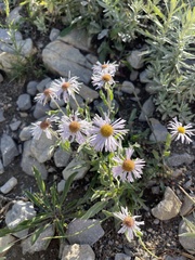 Erigeron speciosus