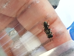 Crabroninae