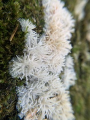 Radulomyces copelandii