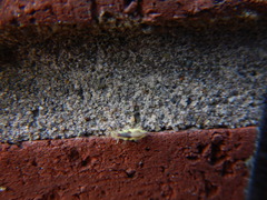 Chrysoperla rufilabris