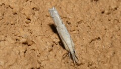 Fissicrambus mutabilis