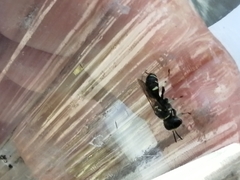 Crabroninae
