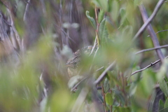 Cistothorus stellaris