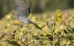 Streptopelia orientalis