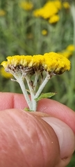 Helichrysum dasyanthum
