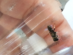 Crabroninae