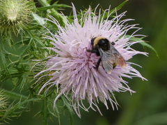 Bombus auricomus