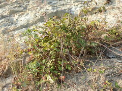 Rubus creticus