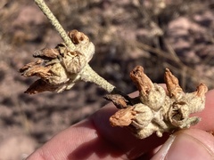 Malacothamnus fasciculatus