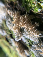 Radulomyces copelandii