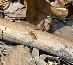 Formica pallidefulva