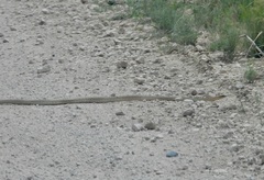 Masticophis flagellum