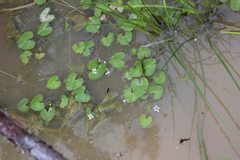 Caltha natans
