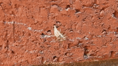 Chrysoperla rufilabris