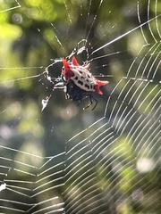 Gasteracantha cancriformis
