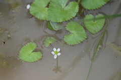 Caltha natans