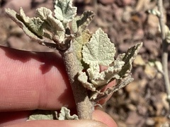 Malacothamnus fasciculatus