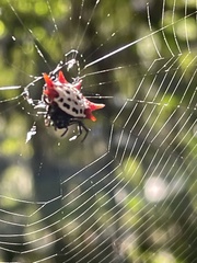 Gasteracantha cancriformis