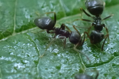 Lasius