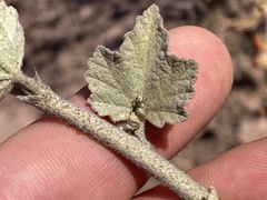 Malacothamnus fasciculatus