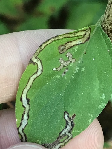 Dogwood leaf-mining fly photo 4