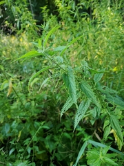 Urtica dioica