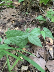 Endodeca serpentaria