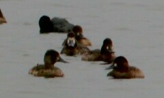 Aythya affinis