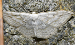 Scopula